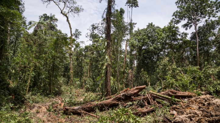 Pictured: Logging operations in Pomio, New Britain, Papa New Guinea, to make way for agri-food. Image: Fabio Erdos / Panos